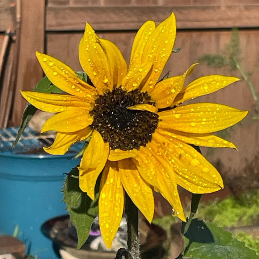 Meet your Posher, Em